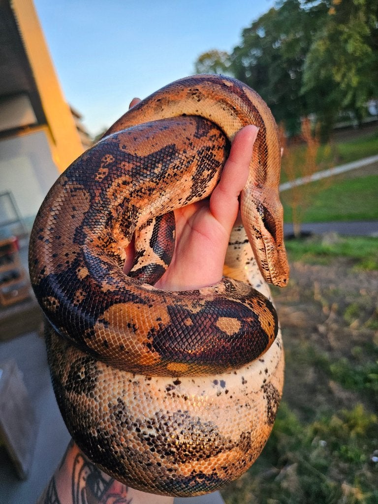 Pinkish fire vrouw boa imperator Boa Constrictor photo 2