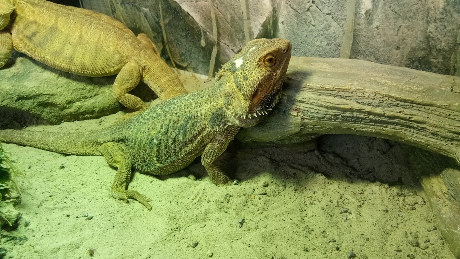 baardagaam vrouwtje 4 jaar Bearded Dragon - female for sale from T.S.