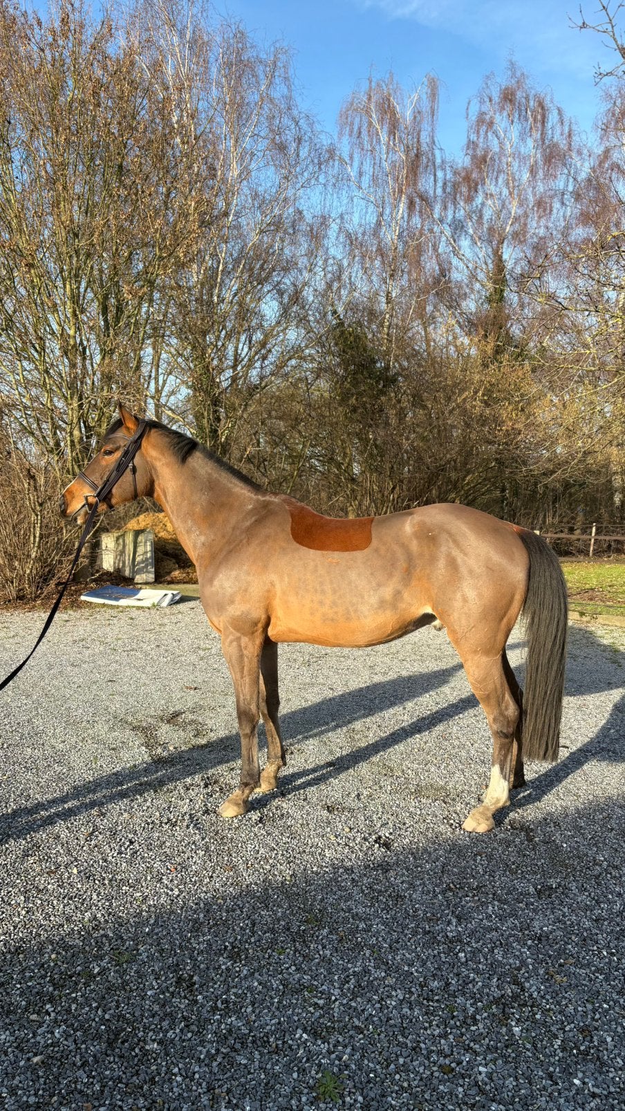 9 jarige KWPN ruin te koop, B, Ruin, 7 tot 10 jaar, Recreatiepaard