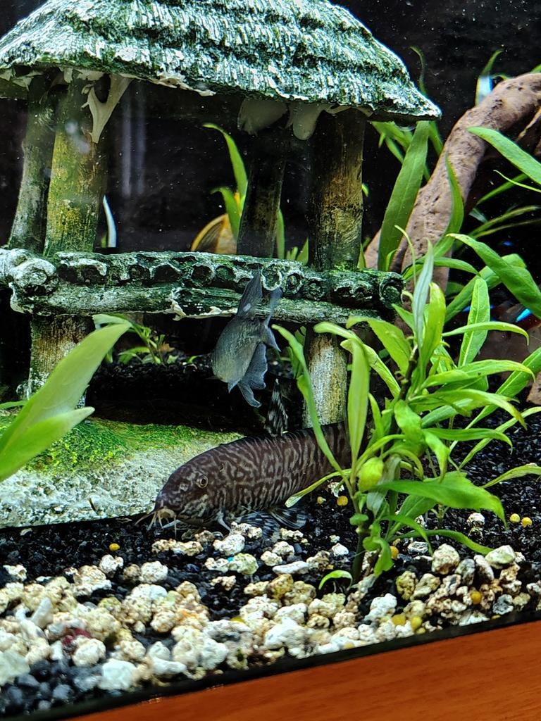 Botia, Dieren en Toebehoren, Vis, Zoetwatervis, Schoolvis