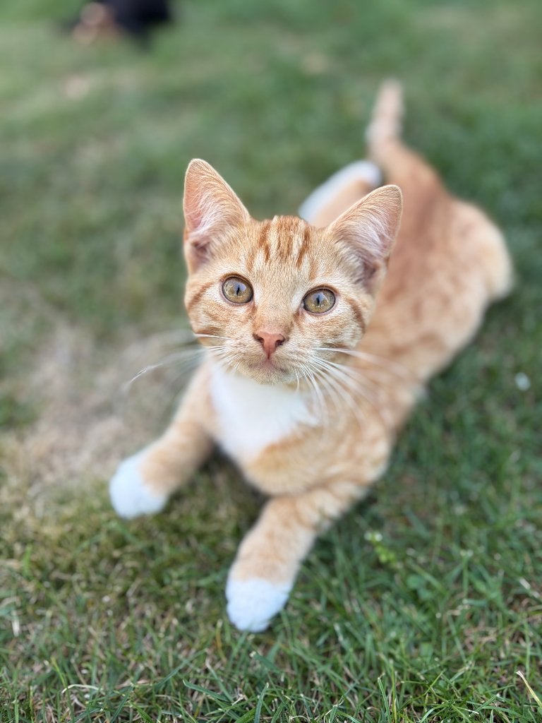 Kittens, Meerdere dieren, Ontwormd, 0 tot 2 jaar