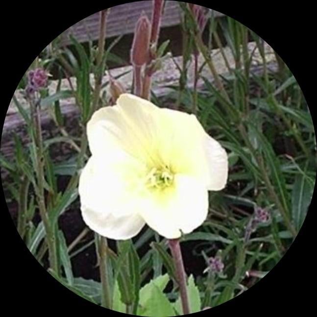 Zaden van Oenothera Lemon Sunset, Ophalen, Gehele jaar, Volle zon, Zaad