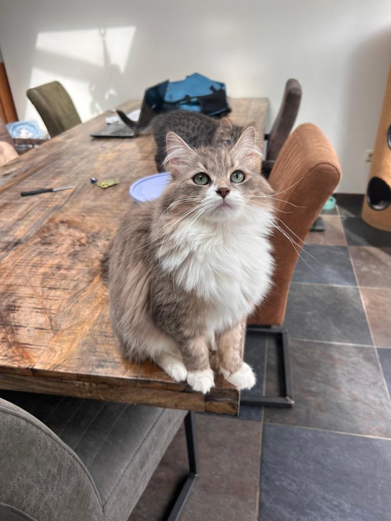Prachtige Siberische poes, 1,5 jr. wegens inkrimping Cattery, Dieren en Toebehoren, Poes, Gechipt, 0 tot 2 jaar