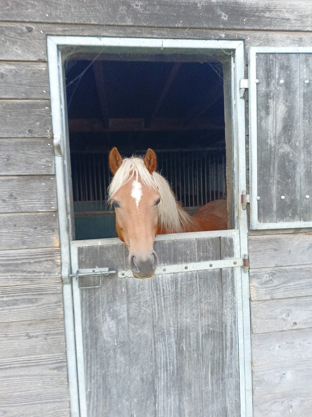 Mooie lieve pony, Ruin, C pony (1.27m tot 1.37m), Gechipt, 3 tot 6 jaar