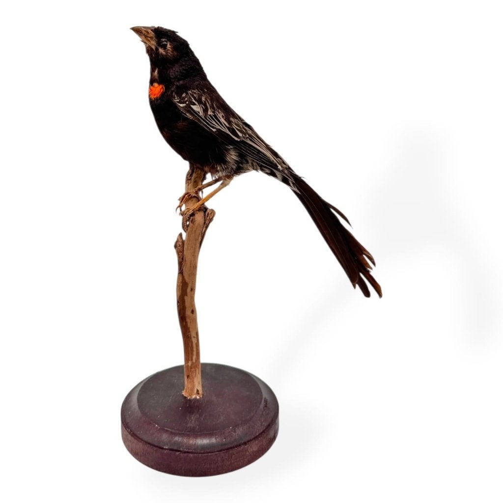 Opgezette antieke Roodkeelwida, Verzamelen, Ophalen of Verzenden, Nieuw, Vogel, Opgezet dier