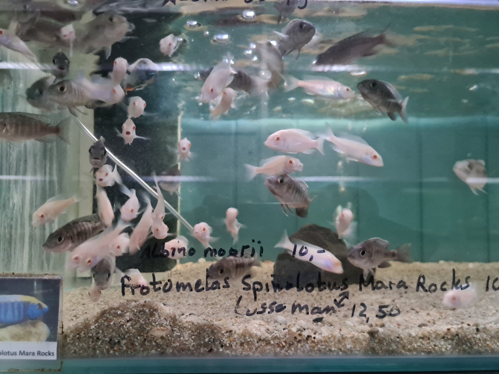 Albino Dolfijn Malawi Cichliden, Cyrtocara Moorii Actie!