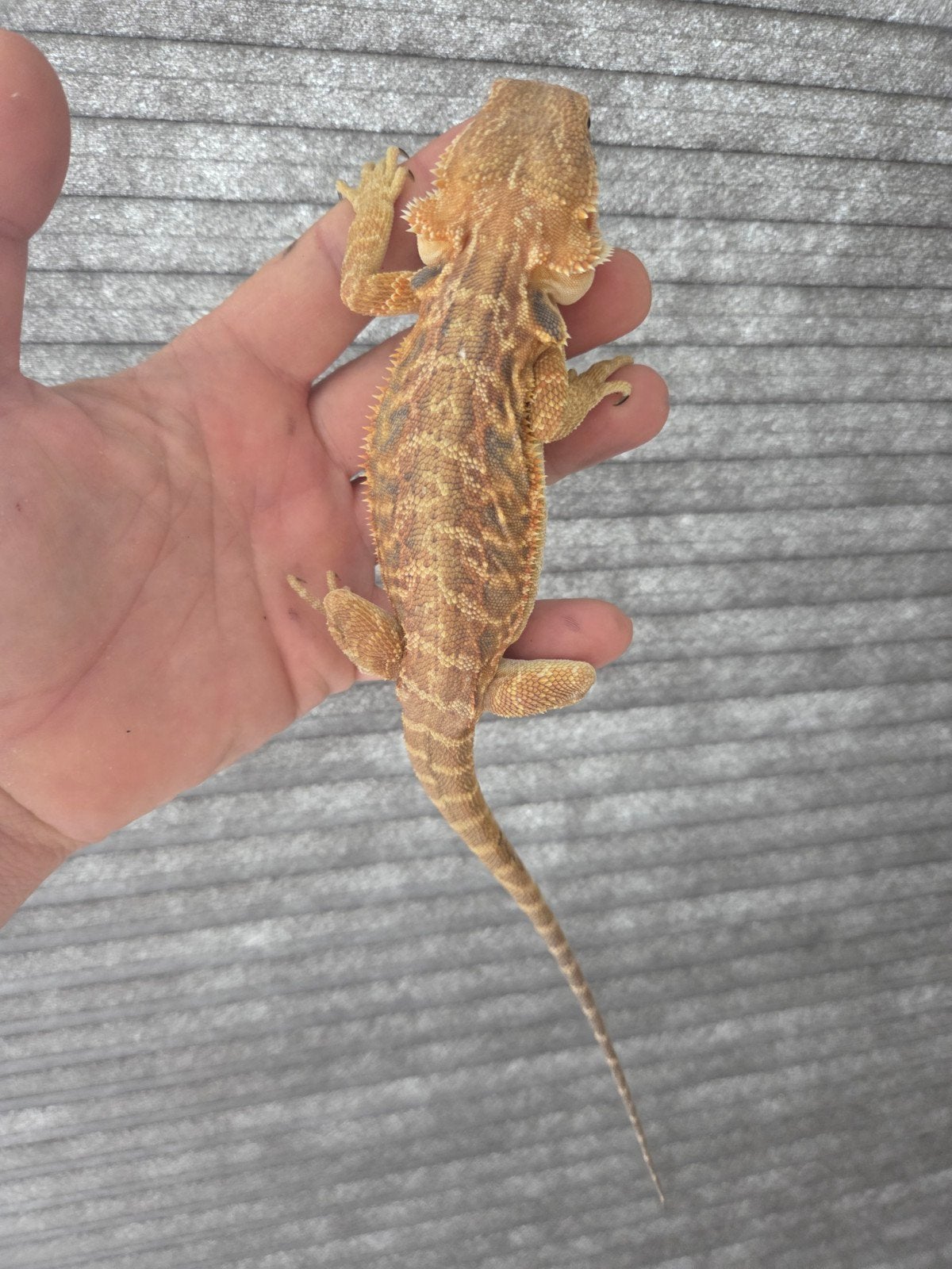 Baardagaam Pogona Vitticeps Red Orange Tiger Leatherback Bearded Dragon photo 4