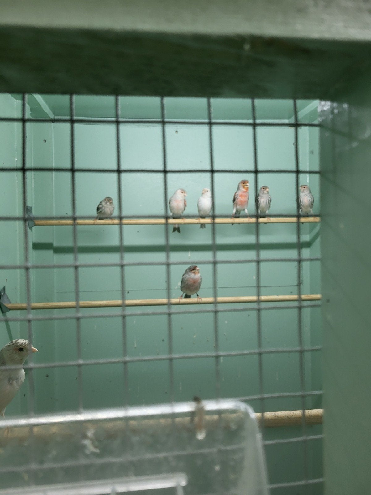 Agaat topaas rood mozaïek, Dieren en Toebehoren, Meerdere dieren, Kleurkanarie