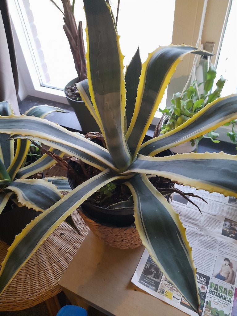 Agave planten, Overige soorten, Ophalen of Verzenden, Minder dan 100 cm, Volle zon