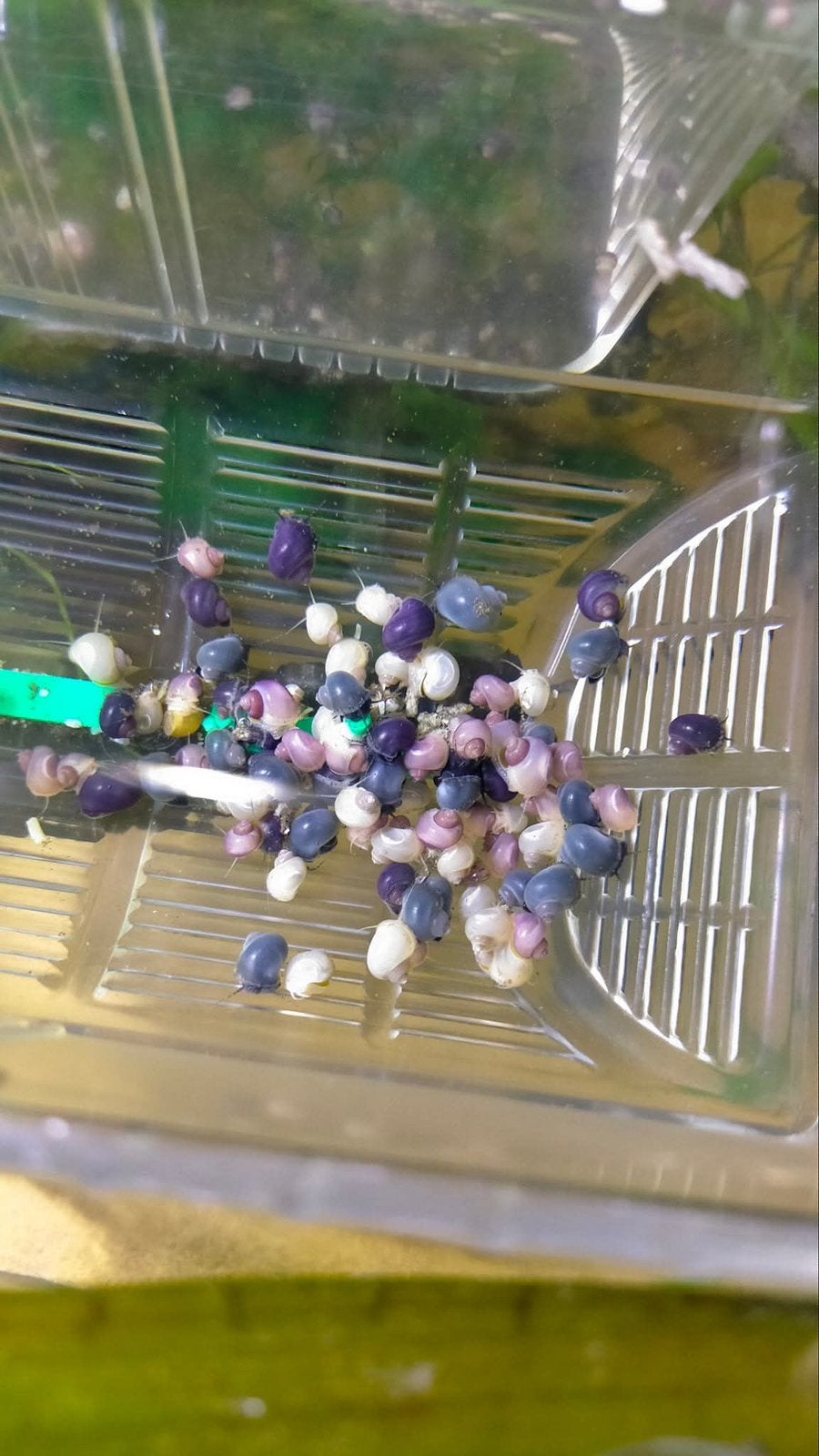 Appelslakken verzending mogelijk, Dieren en Toebehoren, Vissen | Aquariumvissen, Vis, Zoetwatervis, Schoolvis