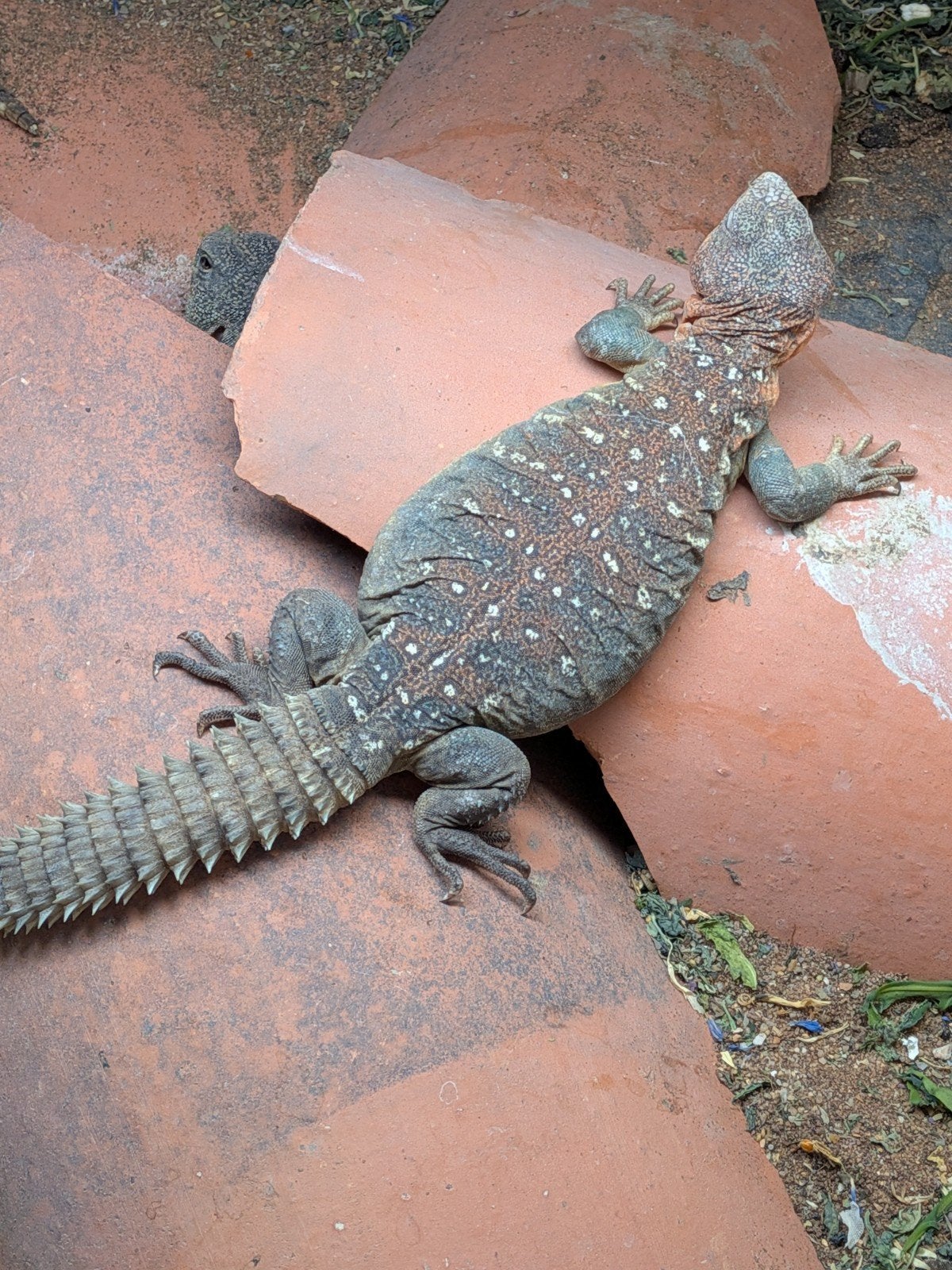 uromastyx, xenagama Taylori, pogona vitticeps, Overige soorten, Met terrarium, 0 tot 2 jaar