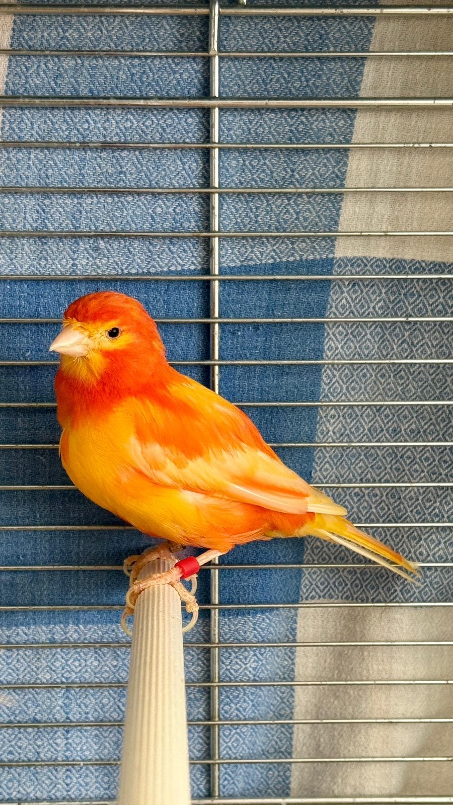 TE KOOP: 2 MANNETJES KANARIES – €50, Dieren en Toebehoren, Mannelijk, Kleurkanarie