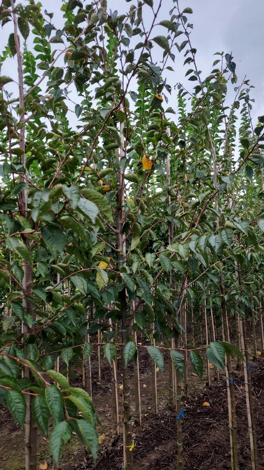 Prunus 'Accolade' (Japanse sierkers) ☘️🌸, Ophalen, Volle zon, Overige soorten