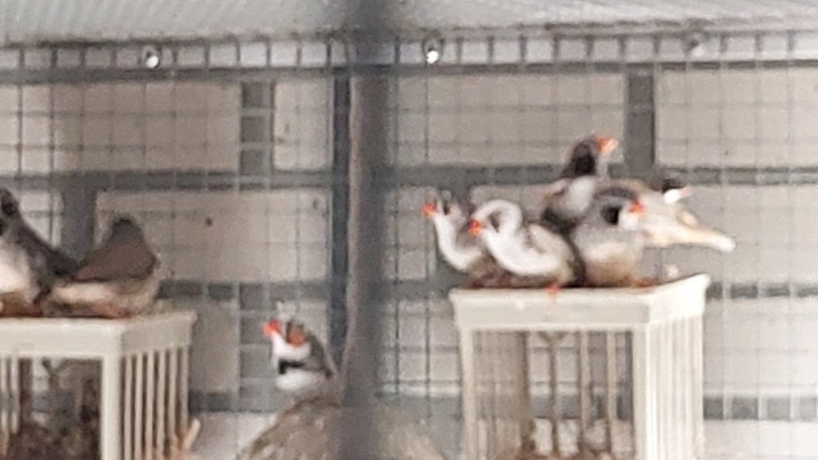 zebravinken, Meerdere dieren