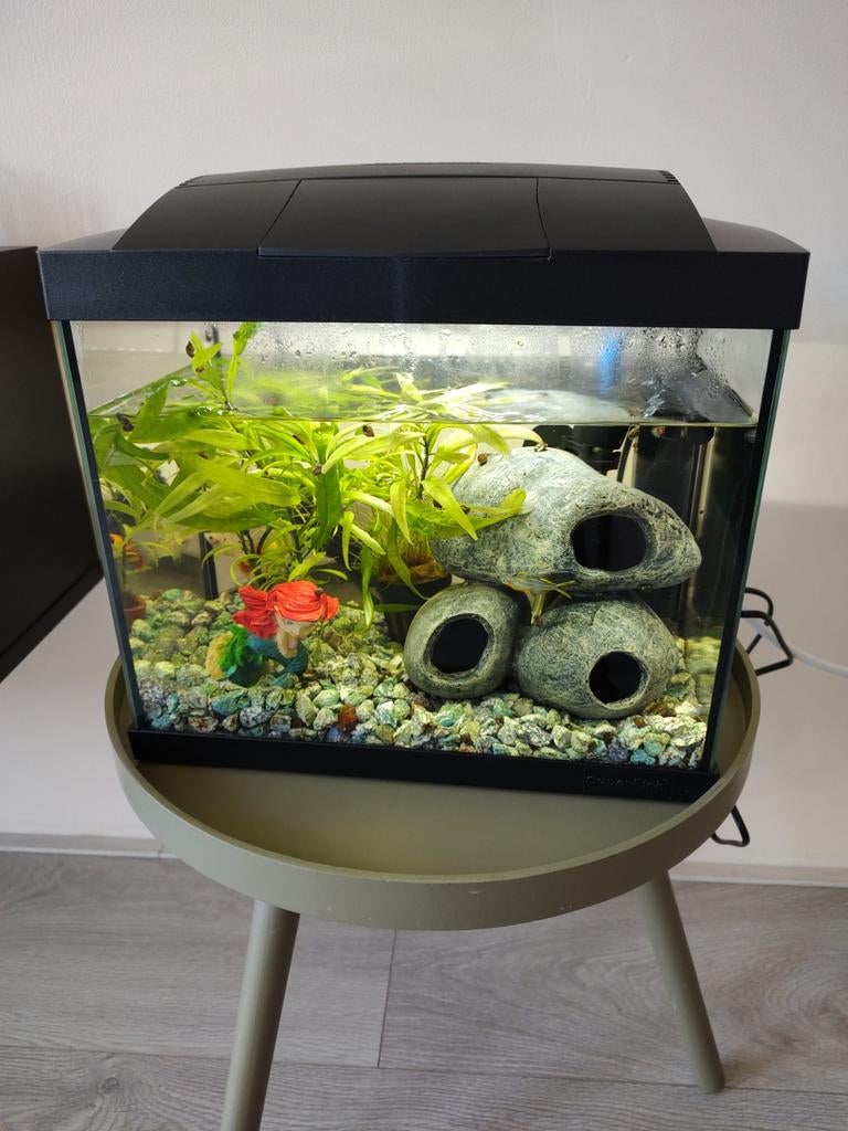 Aquarium visjes, Ophalen, Gevuld zoetwateraquarium