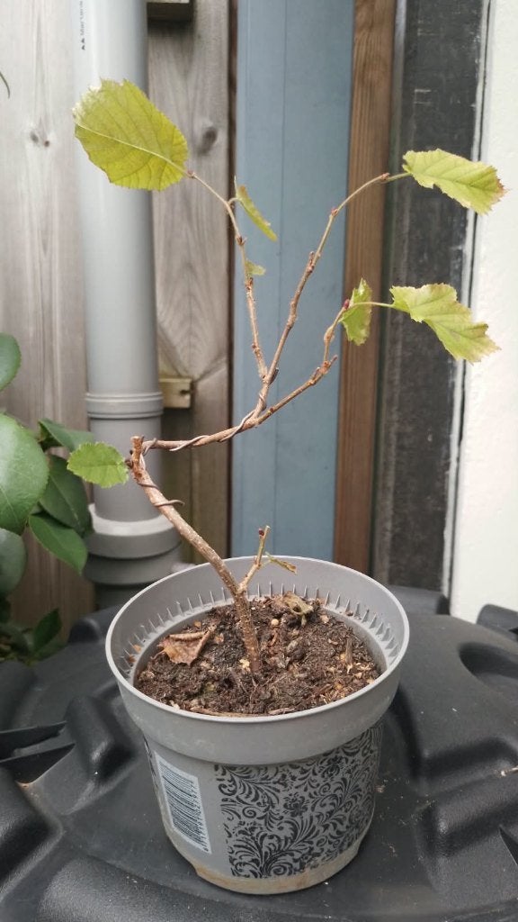 Bonsai Hazelaar, Bloeit niet, Halfschaduw, Overige soorten, Minder dan 100 cm