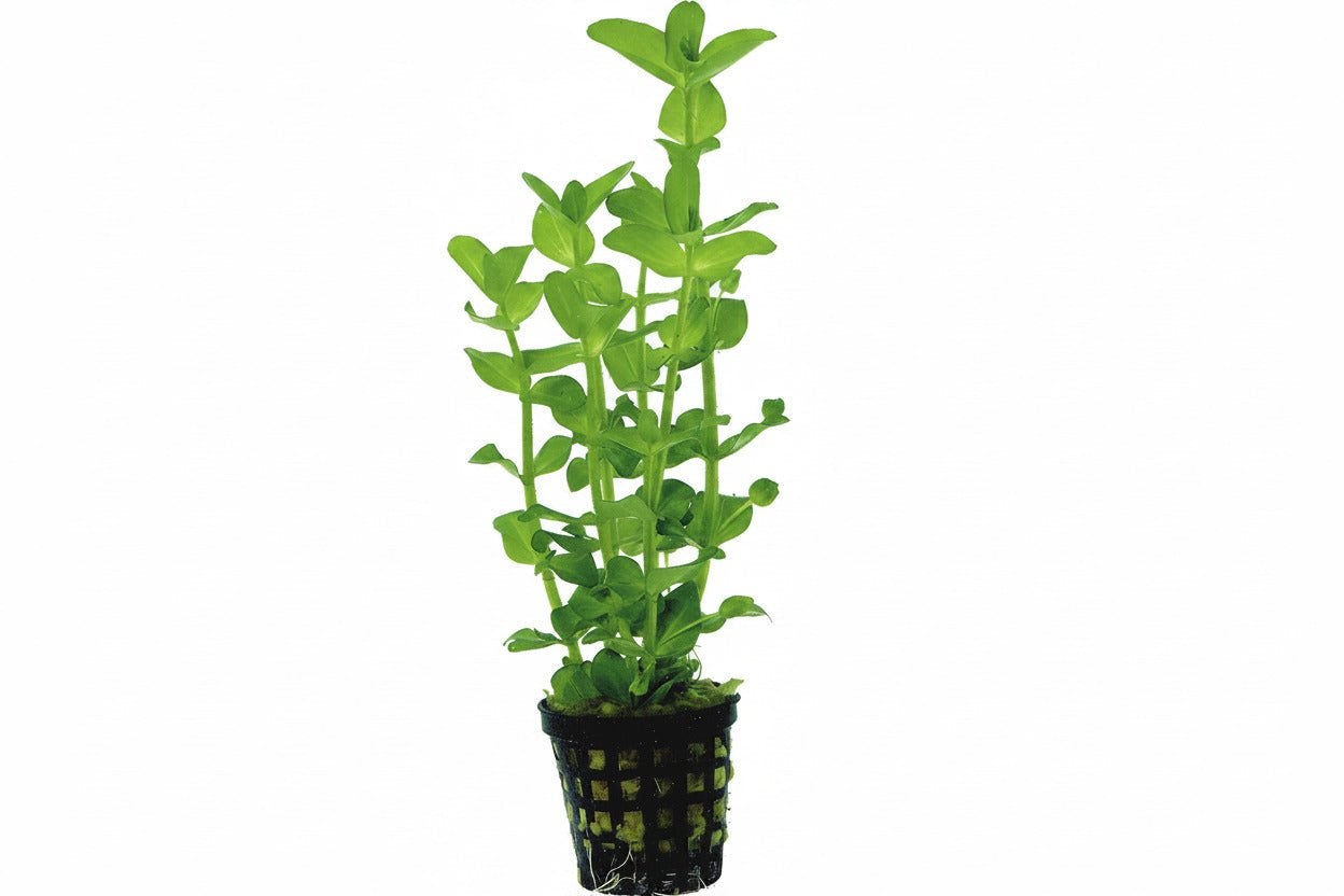 Premium aquariumplanten – Anubias, Bucephalandra, Crypto, Inclusief planten, Plant(en), Steen of Hout, Nieuw, Overige merken