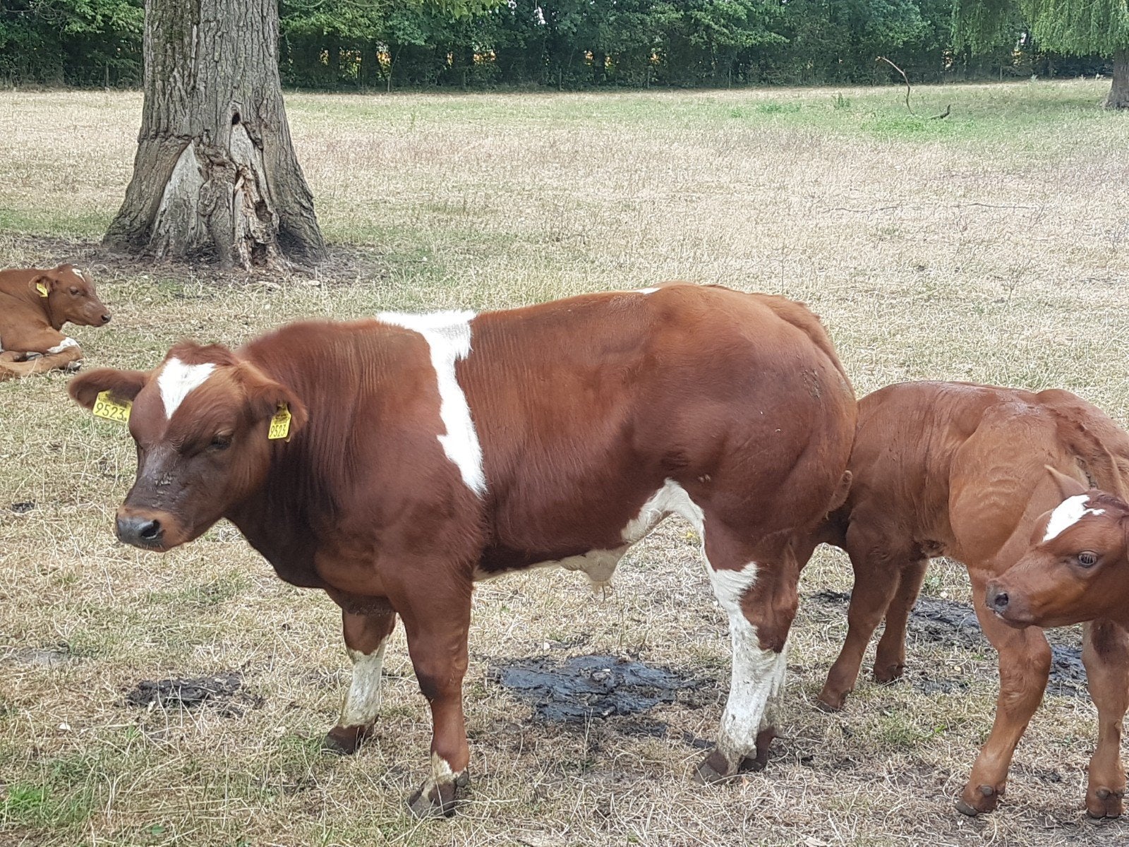 Vrb stierkalf, Dieren en Toebehoren, Mannelijk