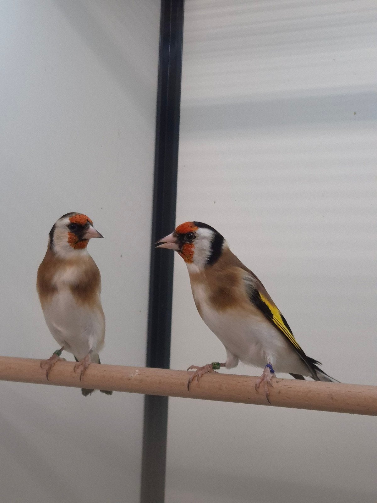 3-3 Major putters, Meerdere dieren, Wildzangvogel, Geringd
