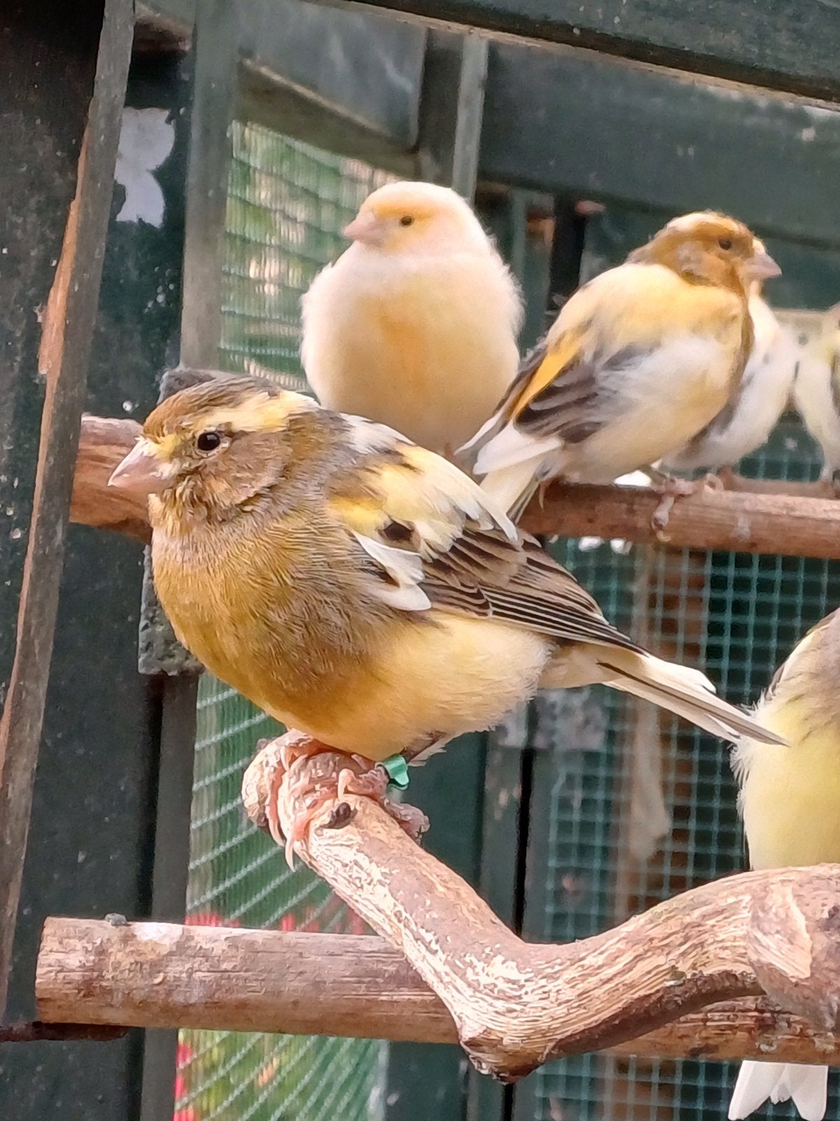 Kanarie man, Dieren en Toebehoren, Mannelijk, Kleurkanarie
