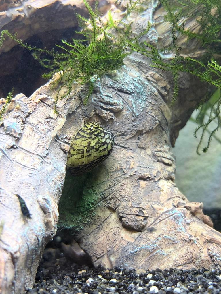 Nerietslak - Nerite Snail, Dieren en Toebehoren, Vissen | Aquariumvissen, Zoetwatervis, Slak of Weekdier, Schoolvis