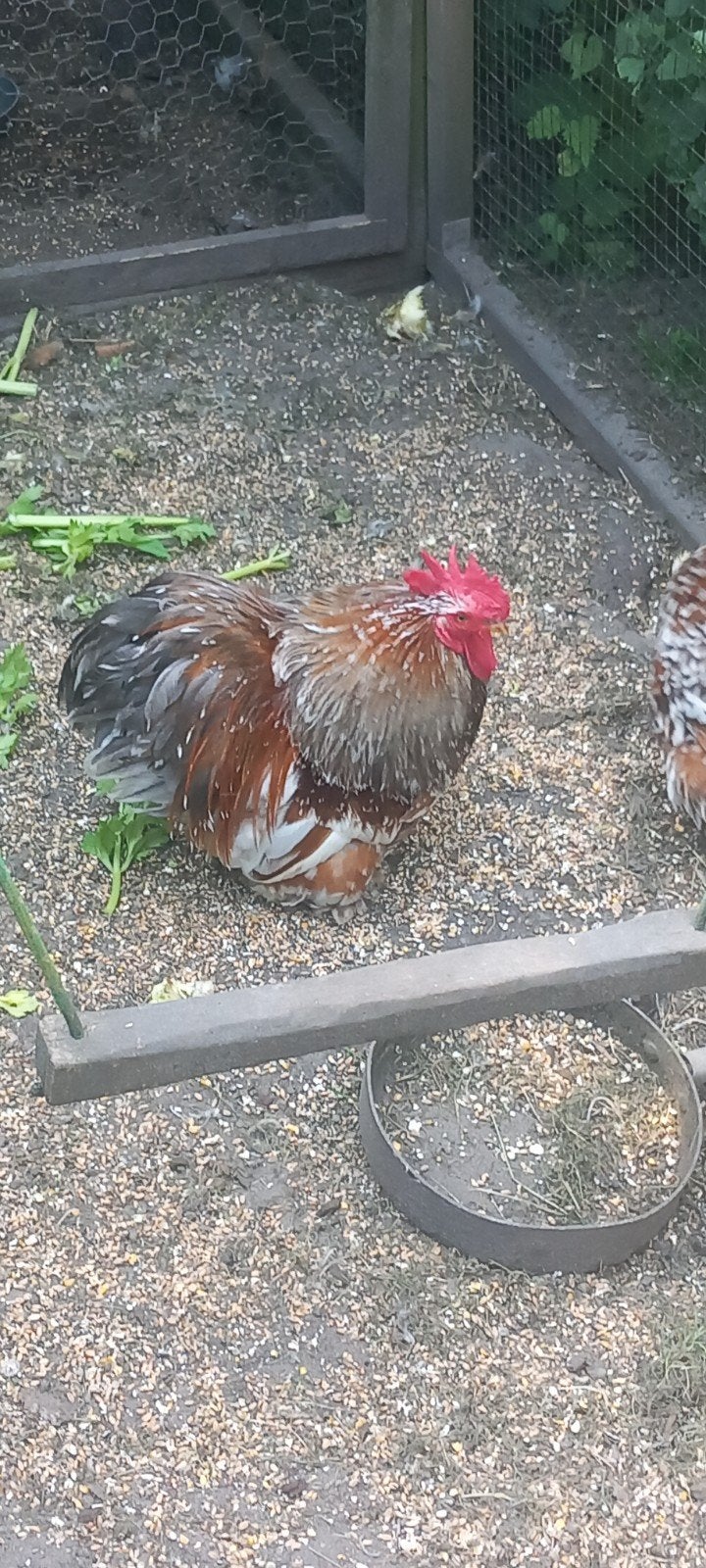 Cochin krielhaan, Dieren en Toebehoren, Pluimvee, Mannelijk, Kip