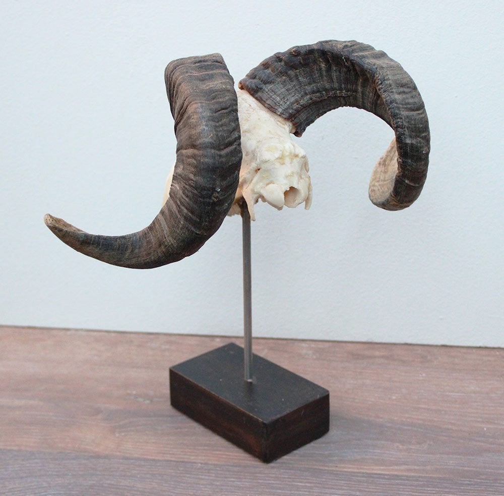 RAM SCHEDEL op houten sokkel - ref. C (gewei), Ophalen of Verzenden, Nieuw, Hert, Schedel