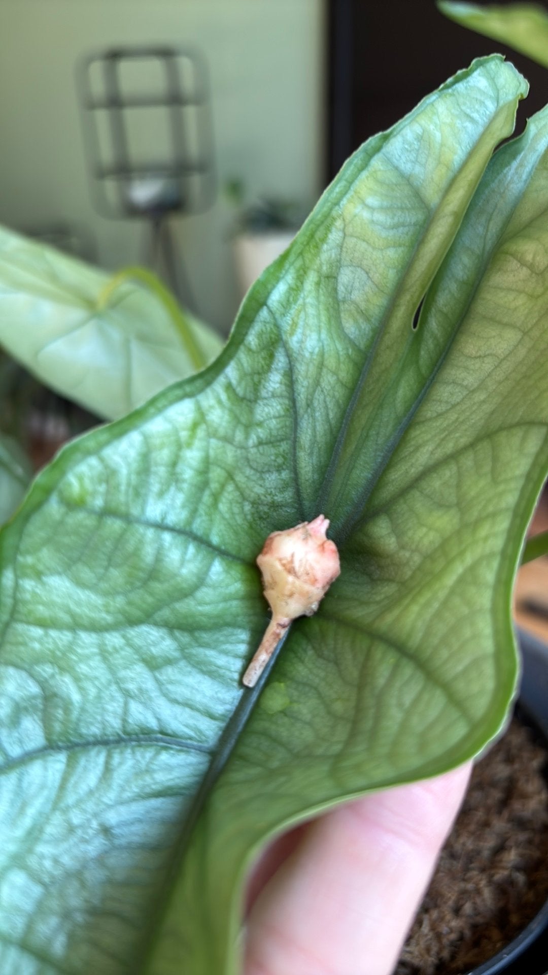 Alocasia Heterophylla knolletje, Overige soorten, Minder dan 100 cm, Groene kamerplant, Halfschaduw