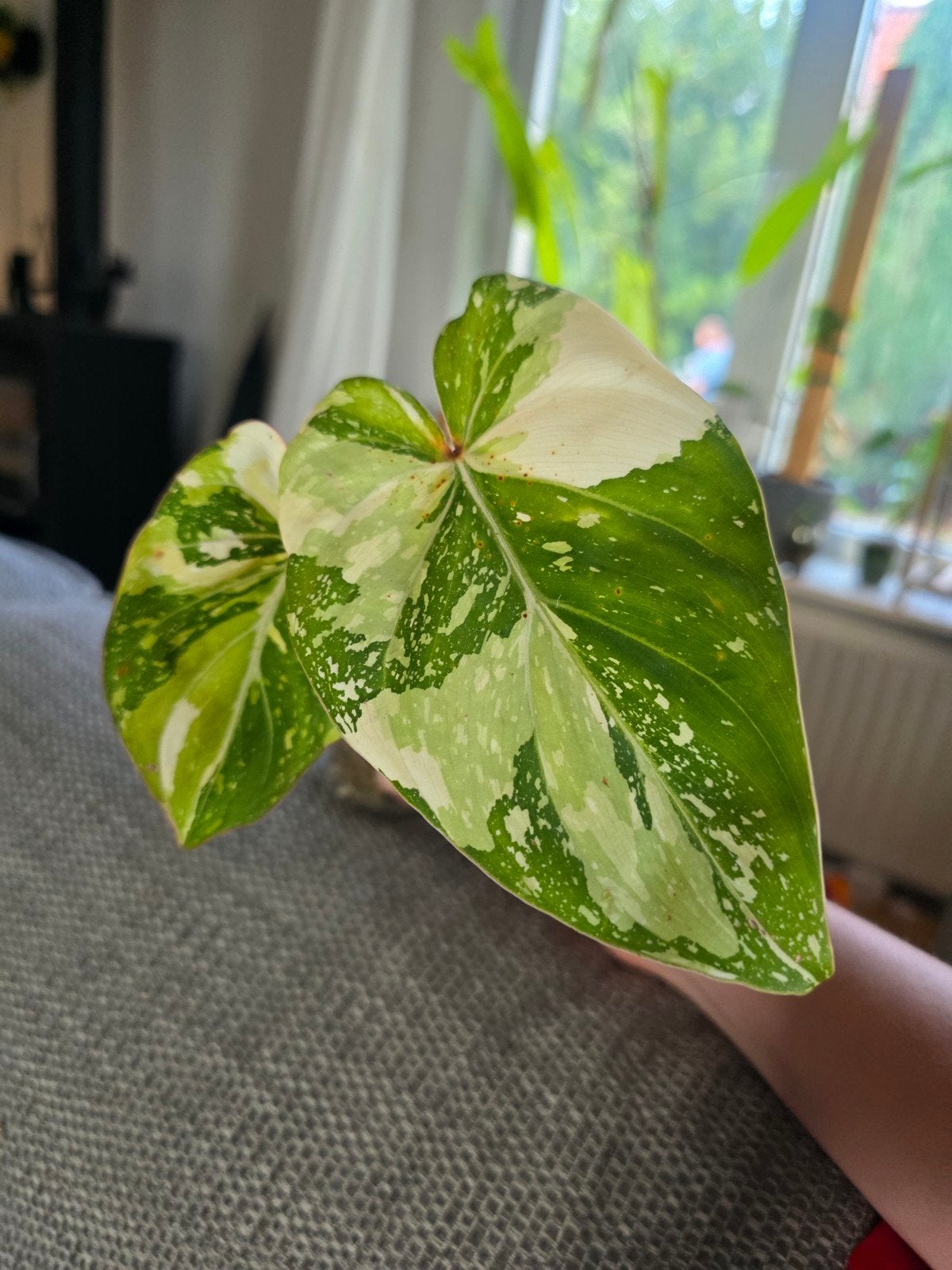 Philodendron gloriosum tricolor gewortelde stek, Huis en Inrichting, Kamerplanten, Ophalen of Verzenden, Halfschaduw, Minder dan 100 cm