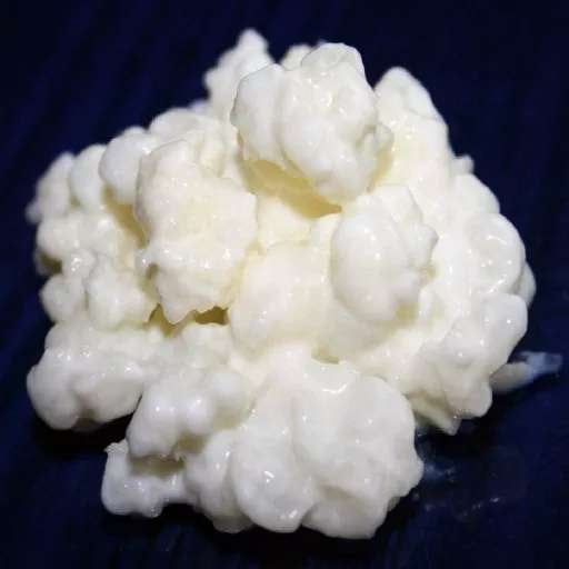 Melkkefir korrels vers en actief 50gr, Diversen, Levensmiddelen, Ophalen of Verzenden