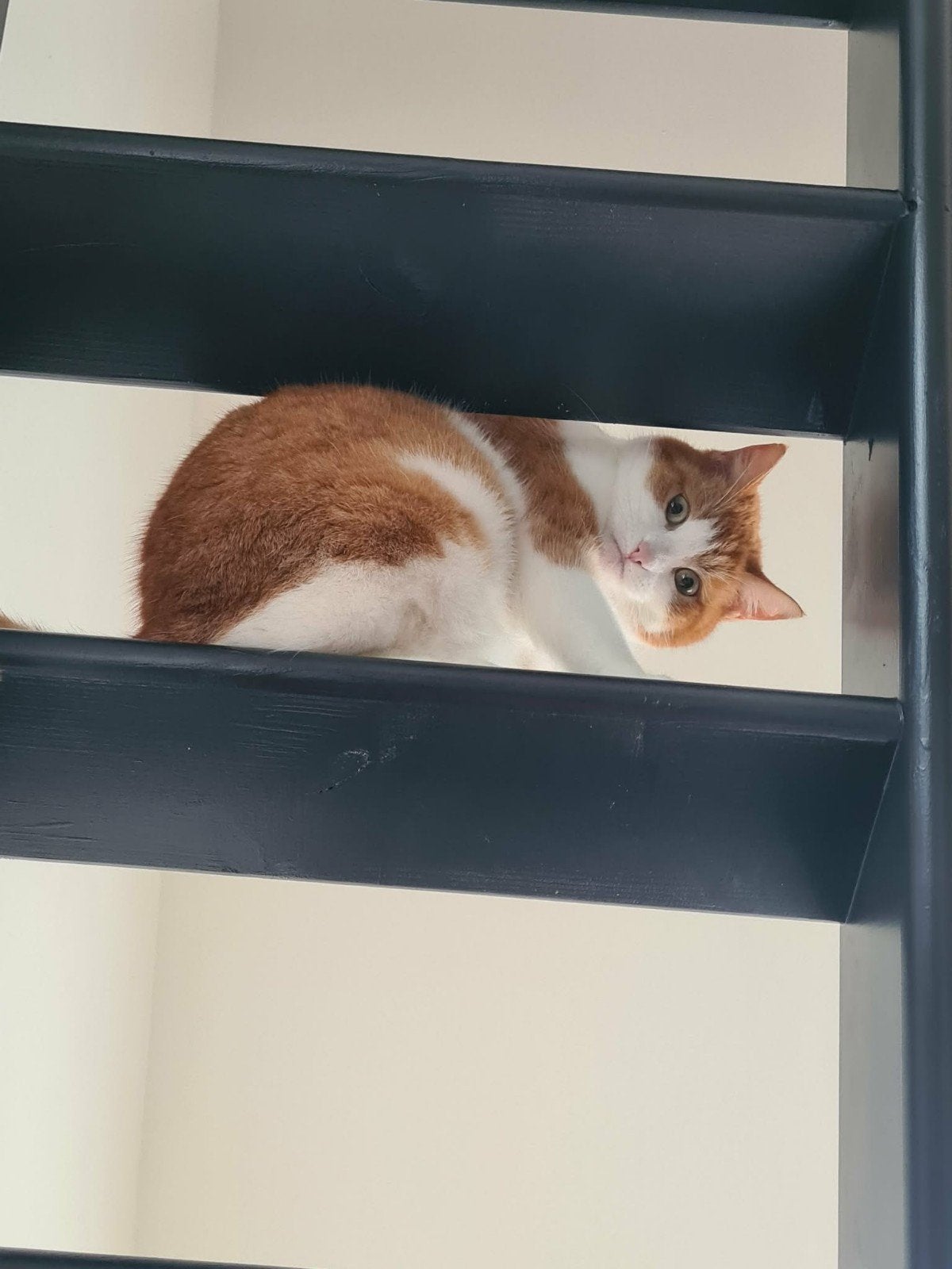 Lieve poes zoekt nieuw liefdevol thuis, Poes, 6 jaar of ouder