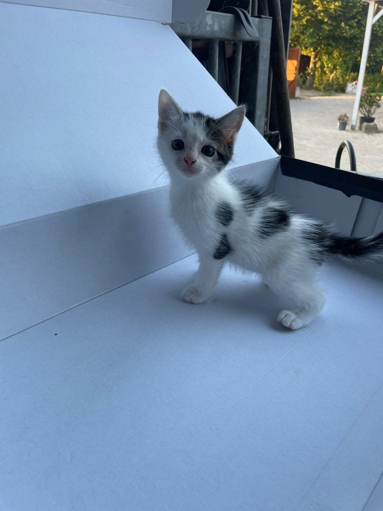 Geweldige ️kittens️, Meerdere dieren, Ontwormd, 0 tot 2 jaar