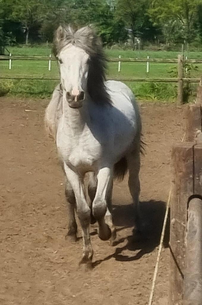 Jonge Camargue paarden, Minder dan 160 cm, Met stamboom, Niet van toepassing, 0 tot 2 jaar