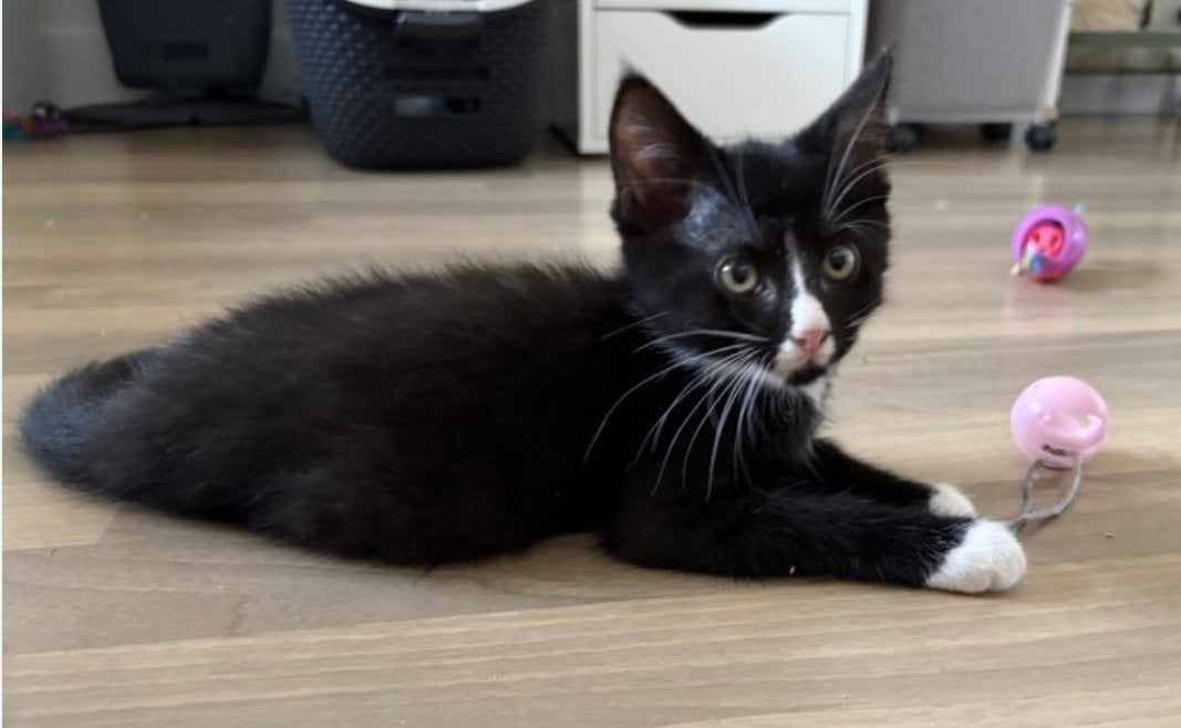 Superlief katertje, mag meteen verhuizen, Kater