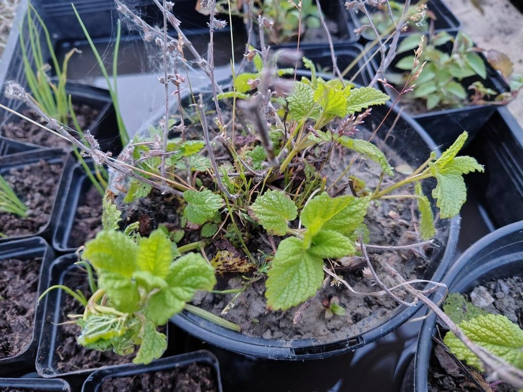 Citroenmelisse, Tuin en Terras, Planten | Tuinplanten, Ophalen, Vaste plant, Kruiden, Volle zon