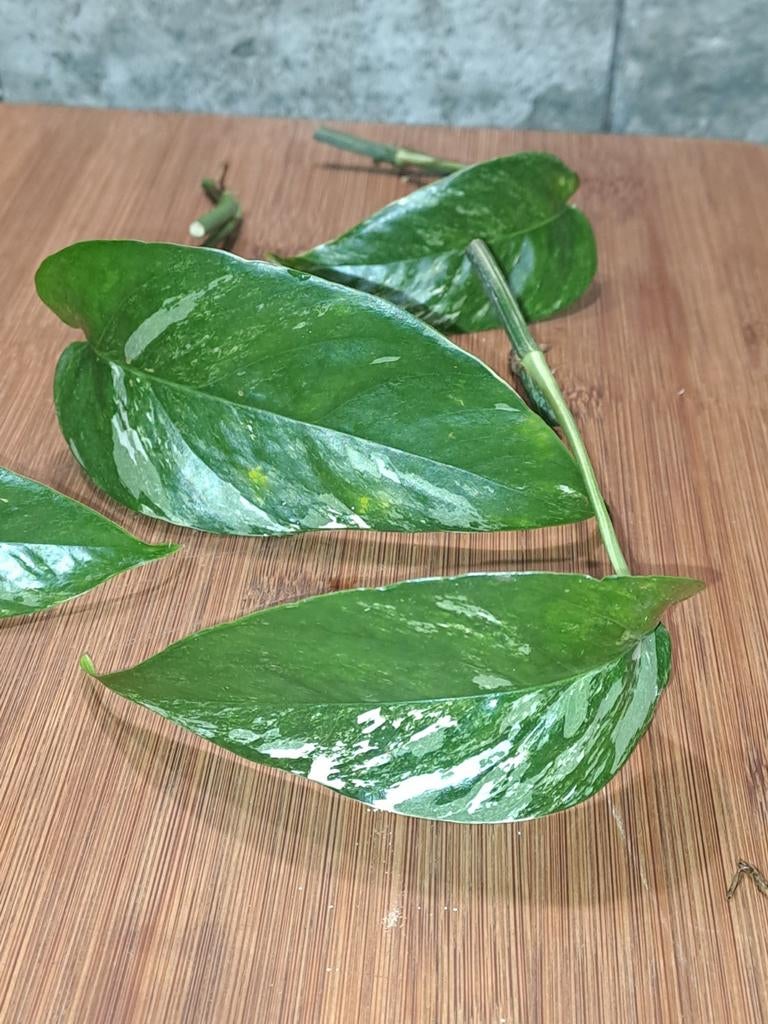 Epipremnum Pinnatum variegata, Ophalen of Verzenden, Halfschaduw, Minder dan 100 cm