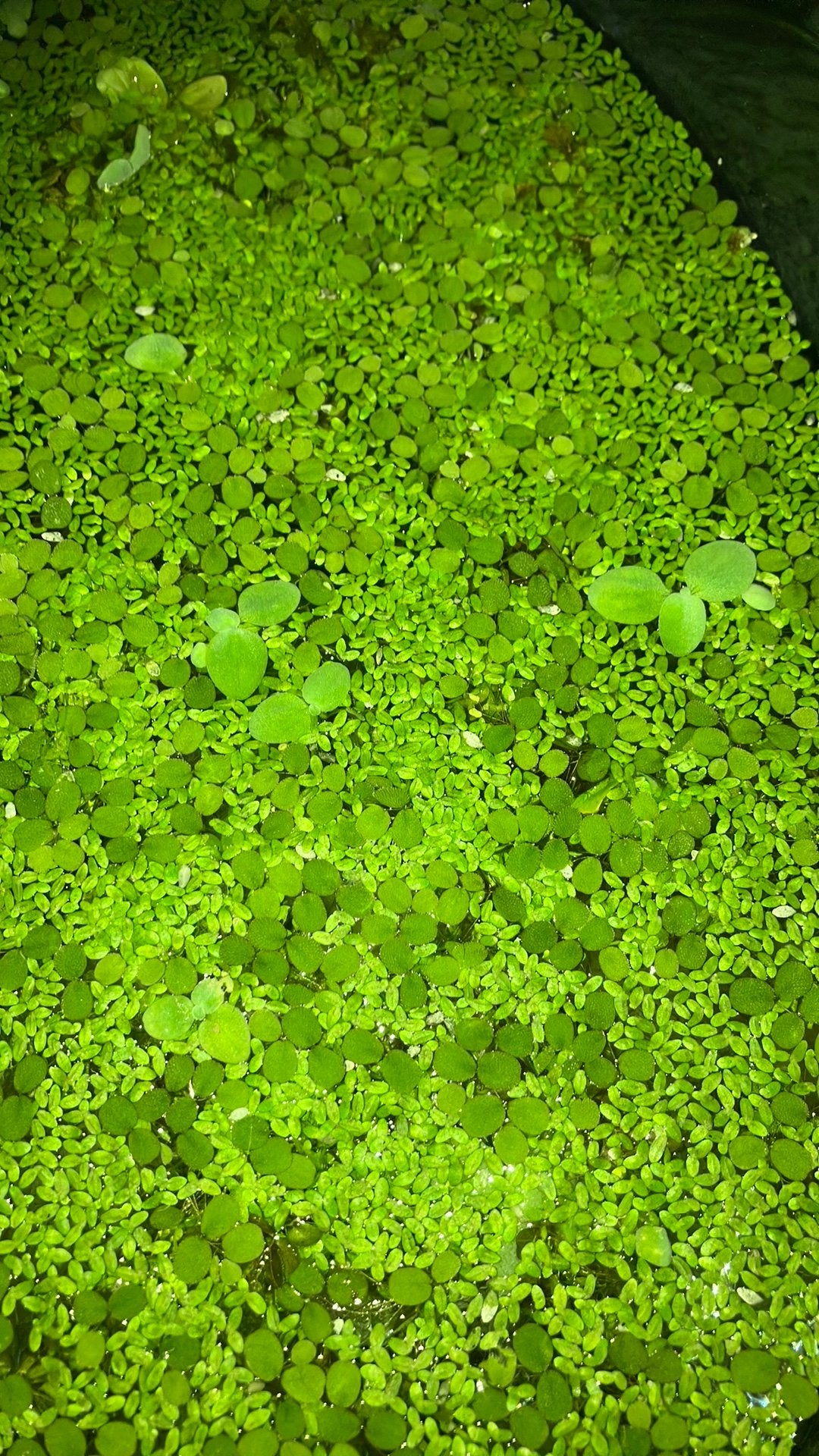 2 soorten aquarium drijfplantjes, Ophalen of Verzenden, Zo goed als nieuw, Plant(en), Steen of Hout