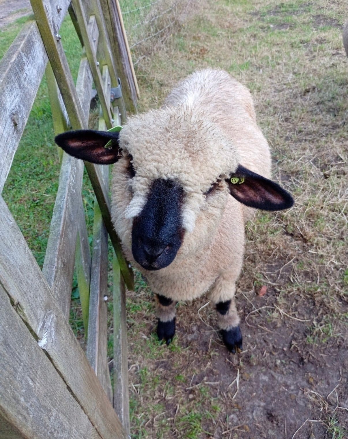 Hampshire down Ram te huur/te koop, Dieren en Toebehoren