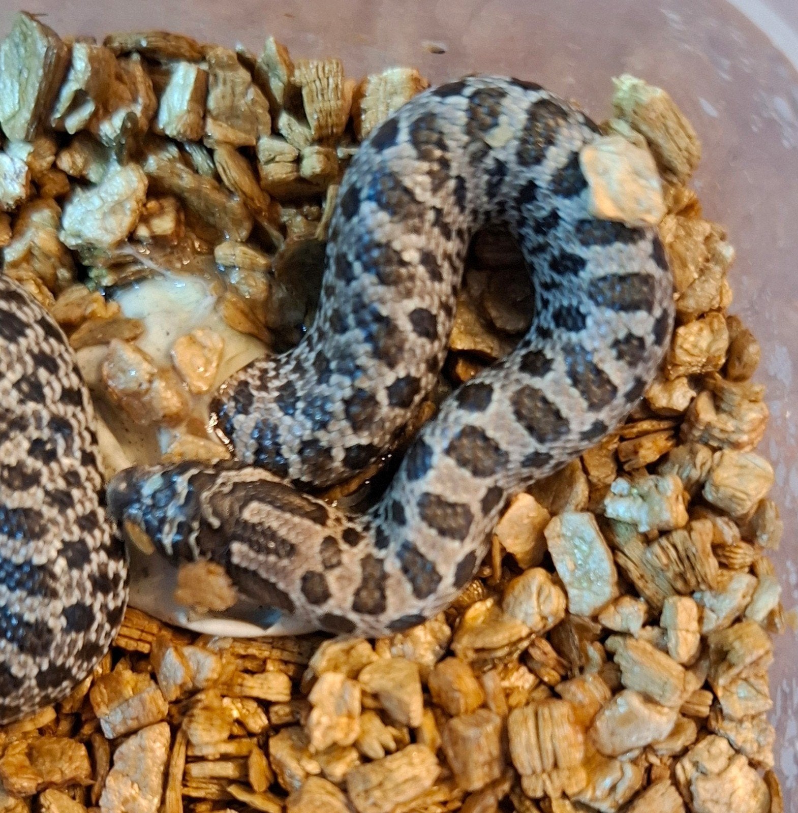 Haakneusslang baby, heterodon nasiscus, hognose. Wildkleur. Hognose Snake photo 7