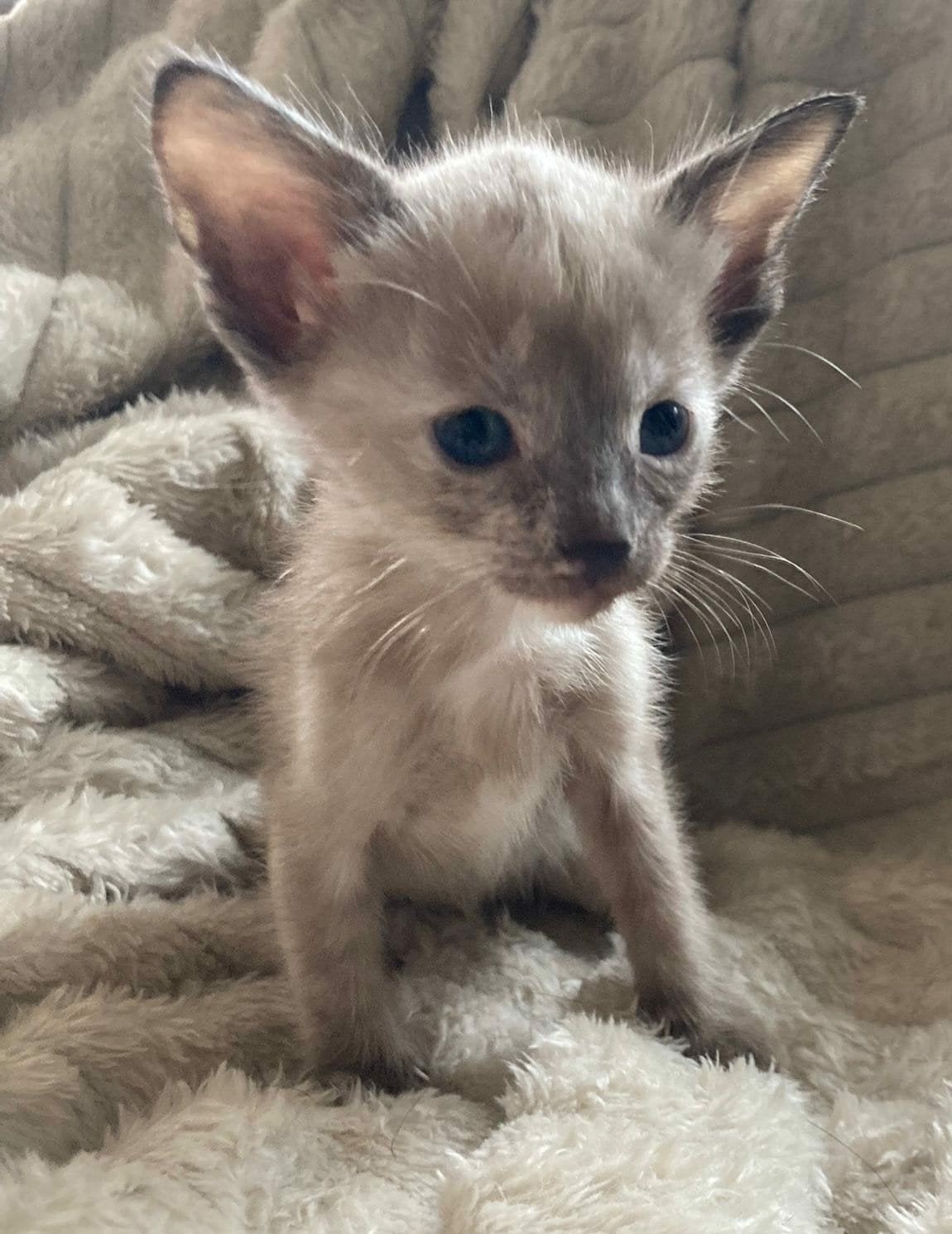 Oosters Korthaar (mix) Kittens ▪︎Beschikbaar herfstvakantie!, Dieren en Toebehoren, Poes, Gechipt, 0 tot 2 jaar