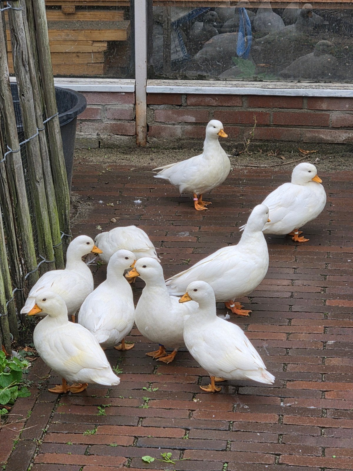 Witte Hollandse kwakers, Dieren en Toebehoren, Meerdere dieren, Eend