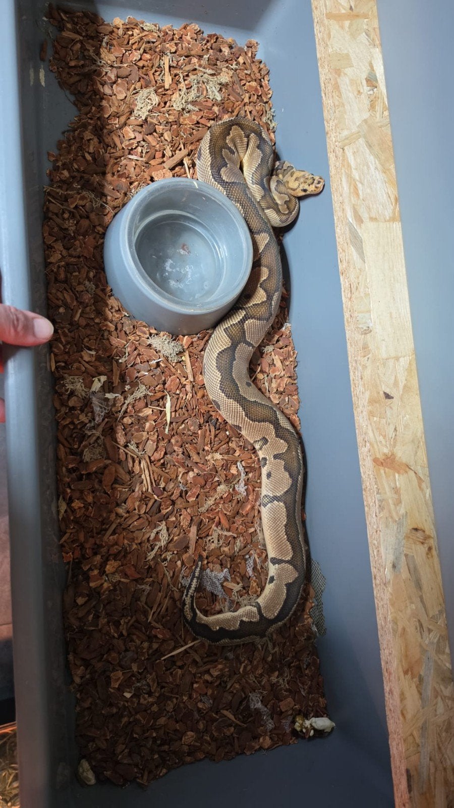4 ball pythons inclusief rek.