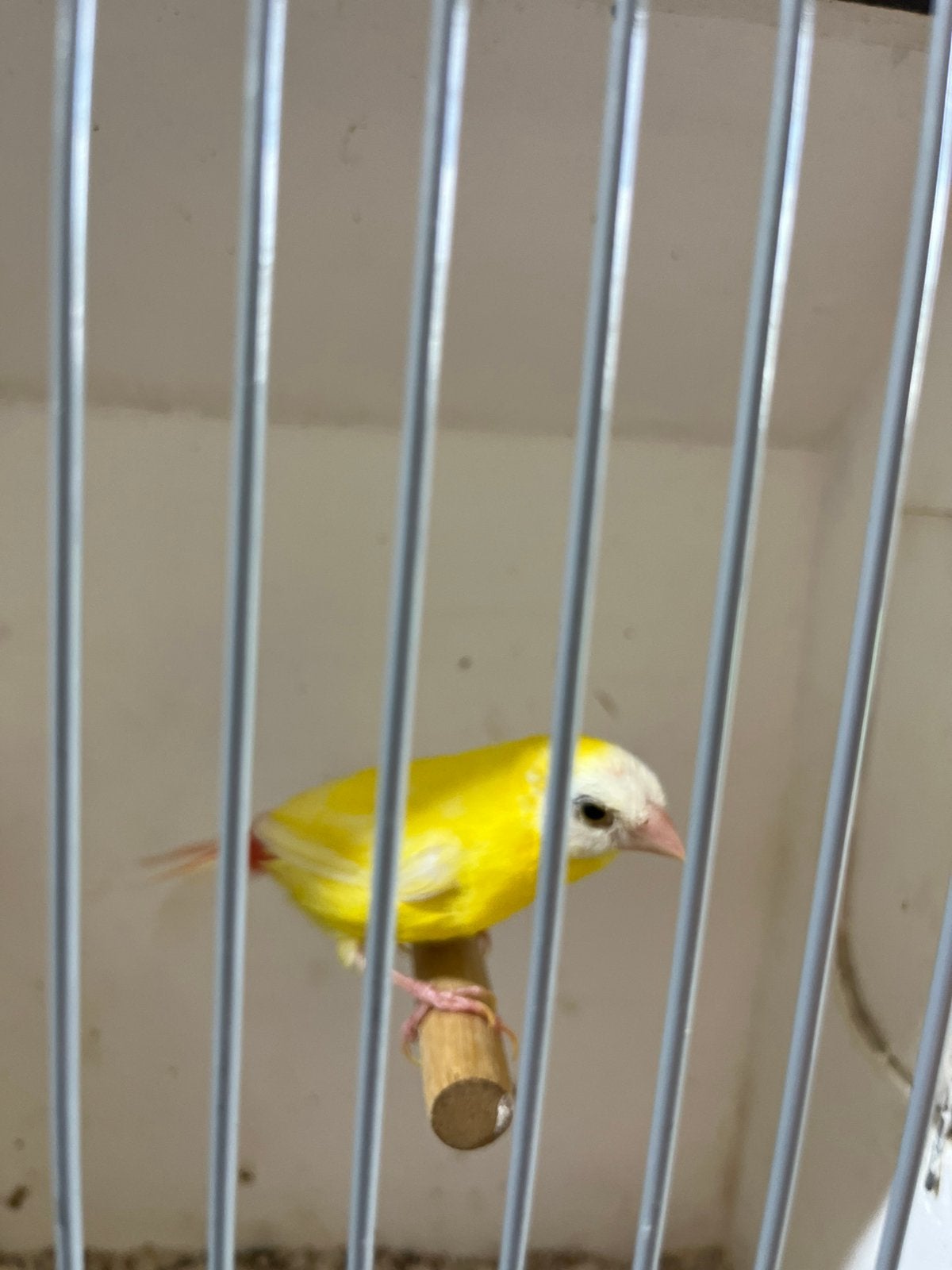 Driekleurpapegaaiamadine man, Dieren en Toebehoren, Vogels | Overige Vogels, Mannelijk