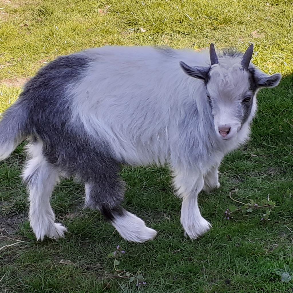 jonge landgeit bokje, Mannelijk, Geit, 0 tot 2 jaar