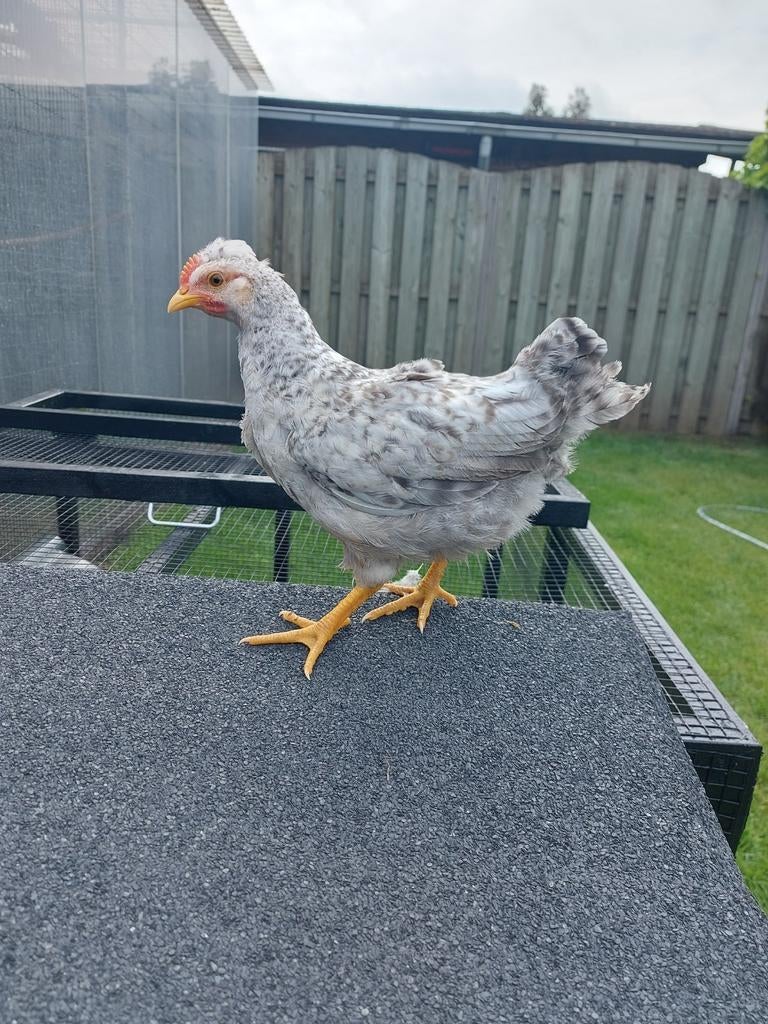 2 Cream legbar haantjes, Dieren en Toebehoren, Mannelijk, Kip