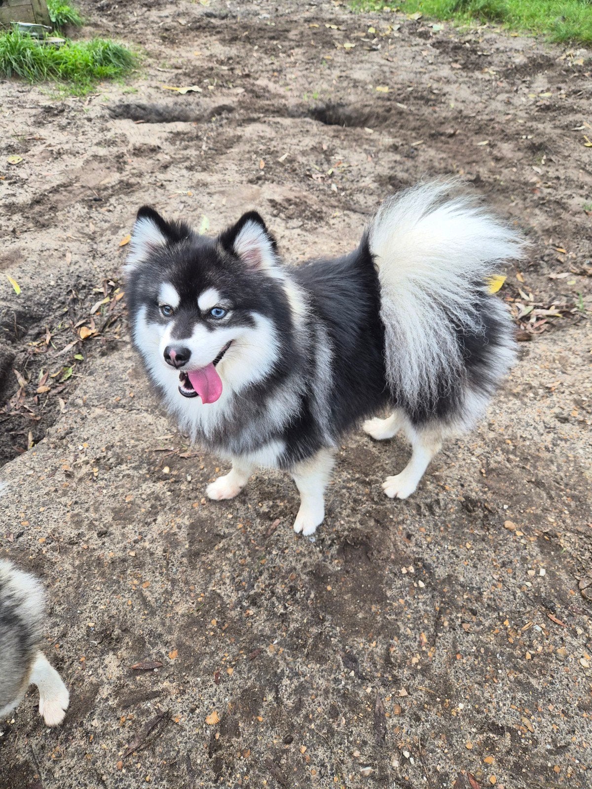 pomsky reu, Dieren en Toebehoren, Reu, 1 tot 2 jaar, Eén hond, Nederland