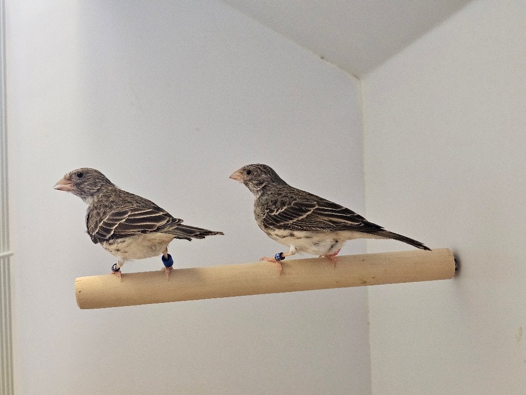 Edelzanger | koppel | 2026/2024, Dieren en Toebehoren, Meerdere dieren, Tropenvogel, Geringd