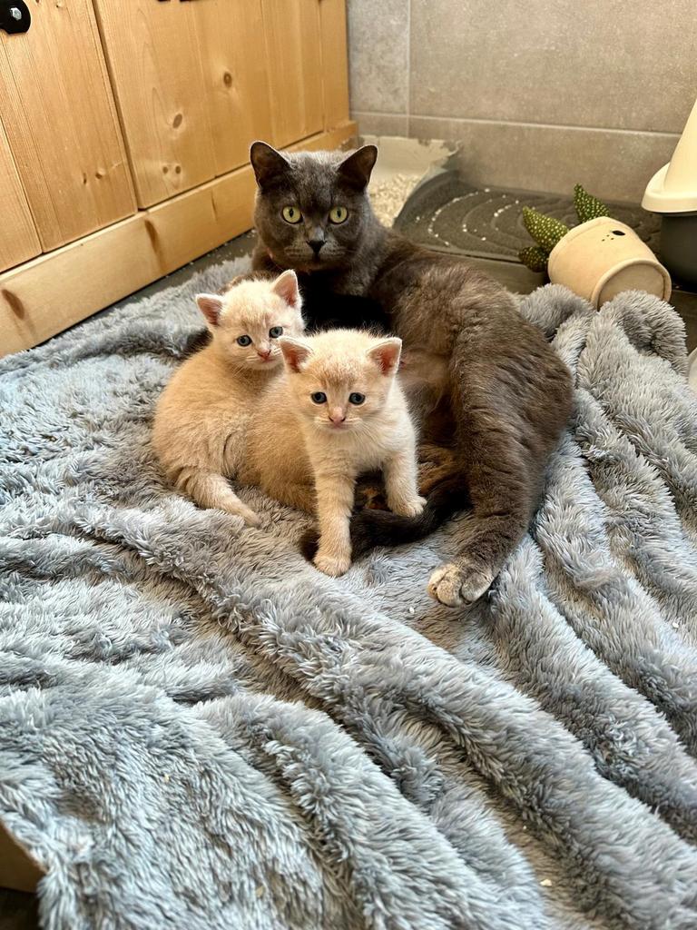 Te koop, hele leuke kittens, Dieren en Toebehoren, Meerdere dieren