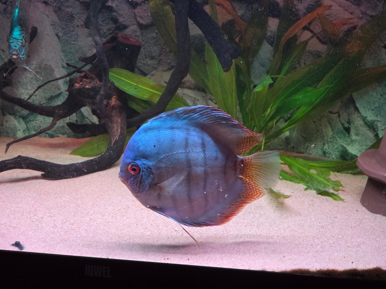 Gezocht Cobalt Blue, Dieren en Toebehoren