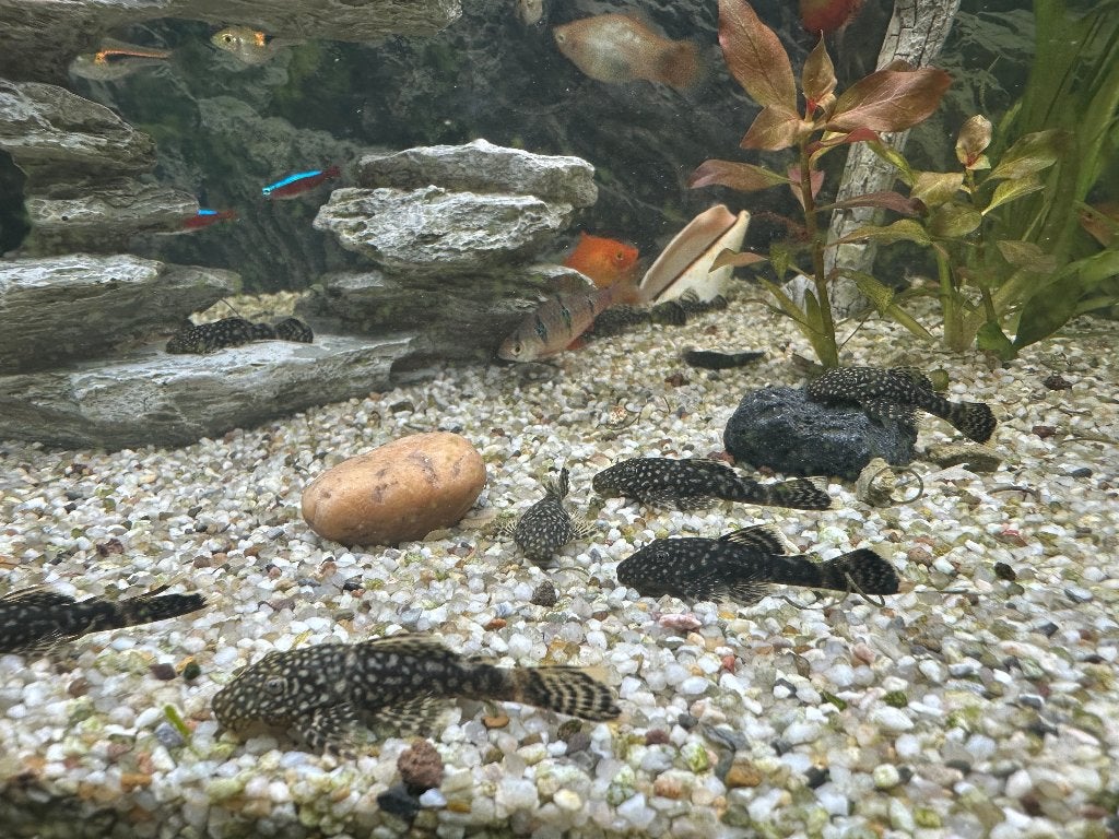 BORSTELNEUS pleco (Ancistrus cf. cirrhosus) jonge 2 tot 5 cm, Dieren en Toebehoren, Vissen | Aquariumvissen, Vis, Zoetwatervis
